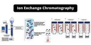 Ion exchange chromatography