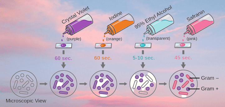 Principle Of Gram Staining 2023 » Flair Pharma The Knowledge Kit.