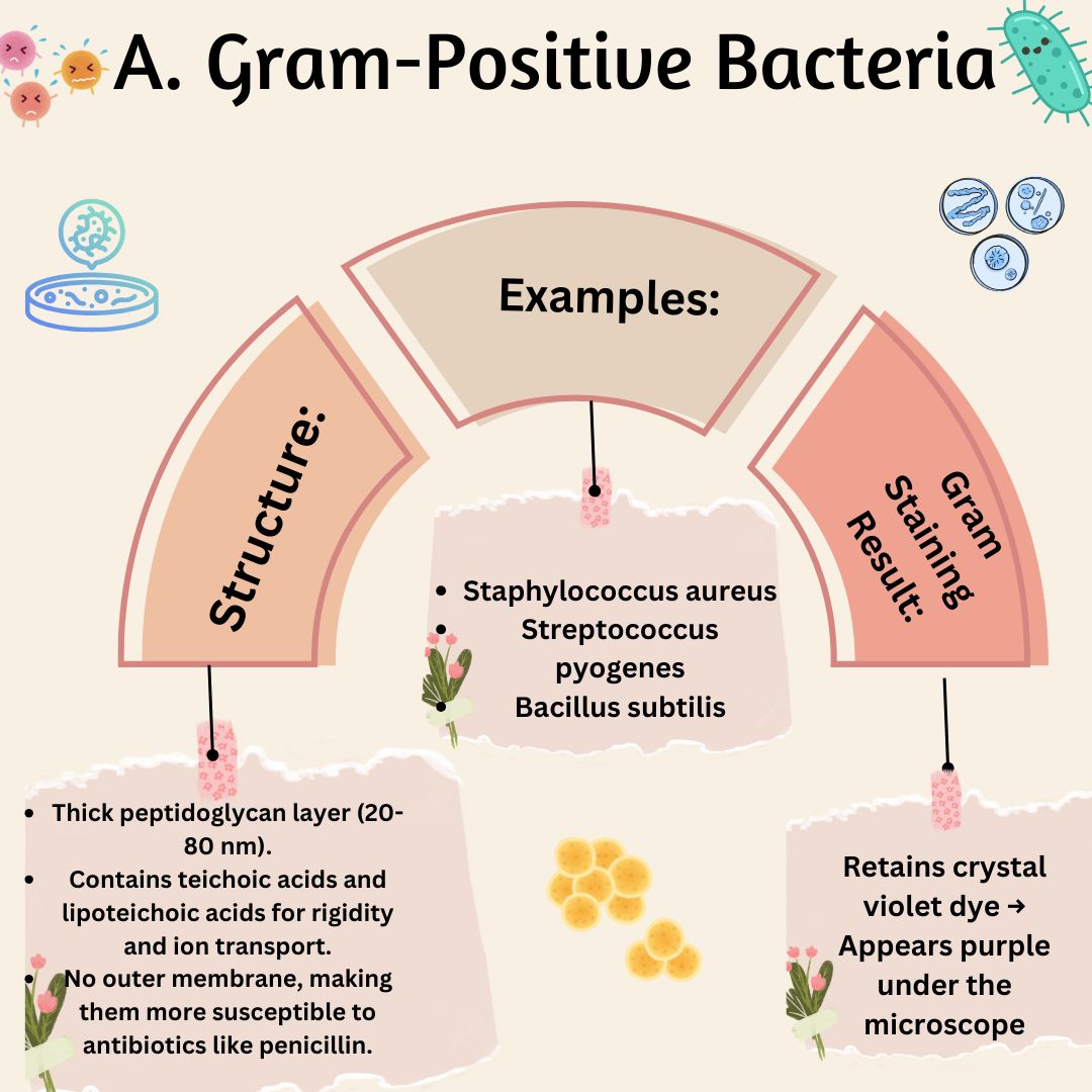 Classifications Of Bacteria » Flair Pharma The Knowledge Kit.