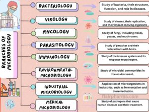 Branches of Microbiologyve Flowchart 2